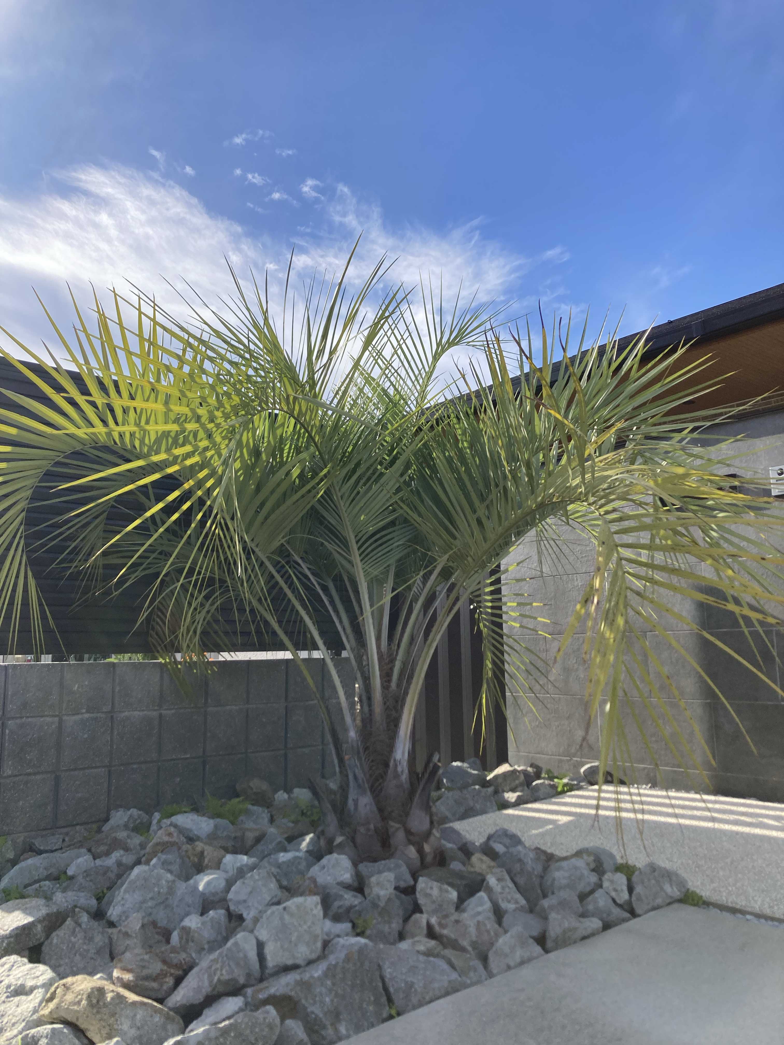 ココスヤシの記録｜🍀GreenSnap（グリーンスナップ）