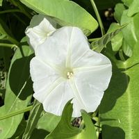 落花生の花,空芯菜,クウシンサイ(空心菜)の花,癒し…♡,一株チャレンジの画像