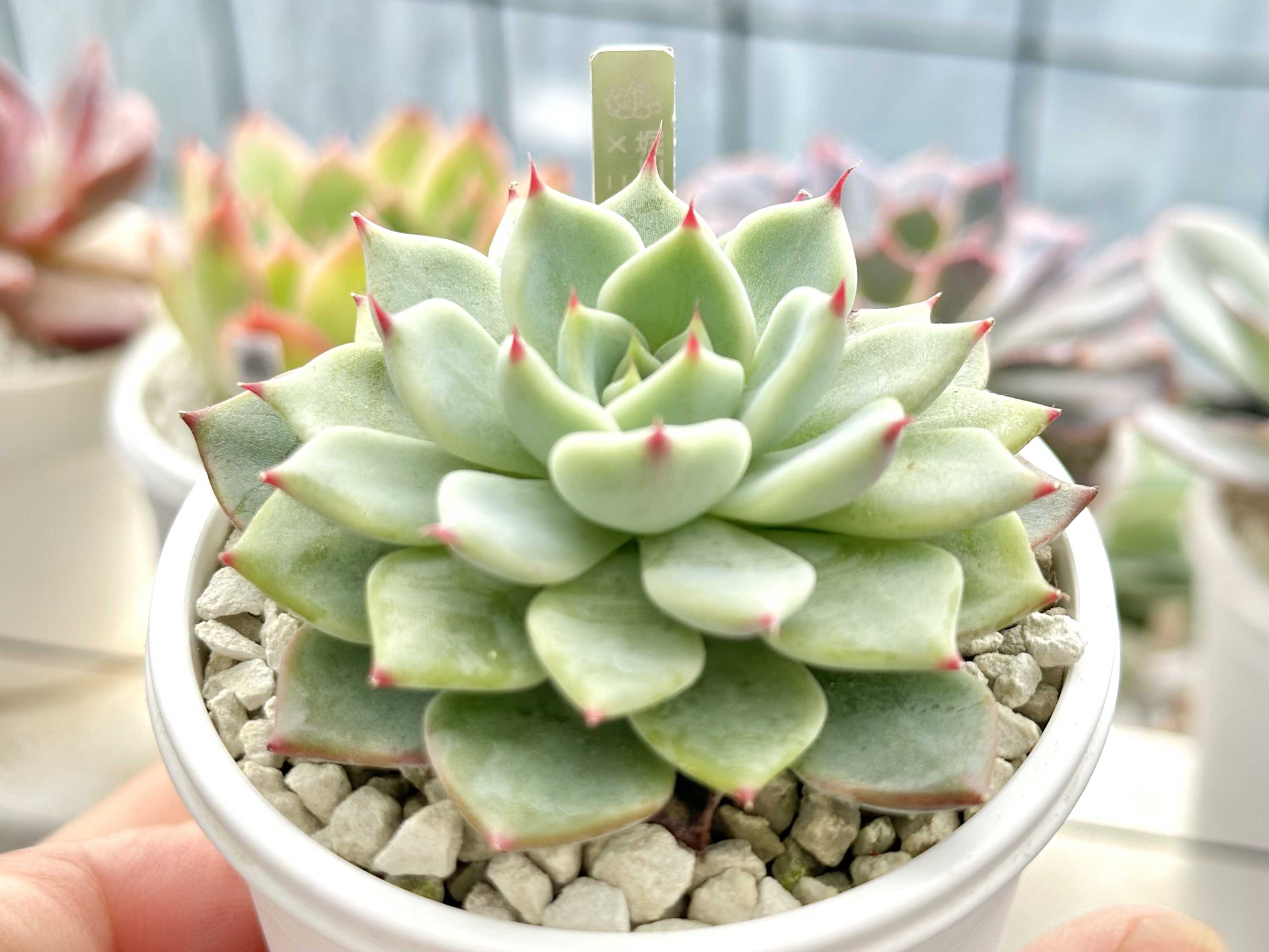 ホーリンぜ✕ケッセルリンギアナ♥️子株付き✨ 昨日は8の日！beehouse苗の現在 | ブログ版Olive&SucculentGarden
