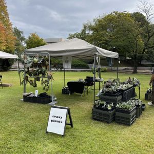 ビカクシダ,多肉植物,塊根植物,コーデックス,ビカクシダのある暮らしの画像