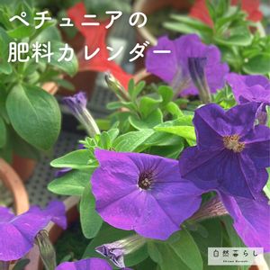 ペチュニア,ガーデニング,花のある暮らし,植物のある暮らし,肥料の画像