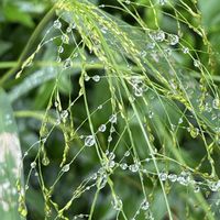 ヨモギ,イヌダテ,ヌカキビ（糠黍）,雨あがりの散歩道,蜘蛛の巣✽の画像