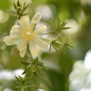 モクキリン,東山動植物園,散歩,温室,サボテン科の画像