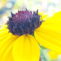 ルドベキア タカオ,お花,黄色の花,黄色のお花,黄色のお花♡の画像