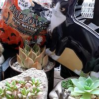 サボテンの寄せ植え,ハロウィン,チョコジさんありがとう☆の画像