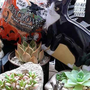 サボテンの寄せ植え,ハロウィン,チョコジさんありがとう☆の画像