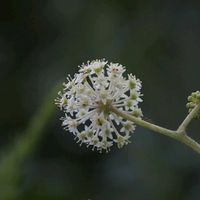 ウド,山野草の画像