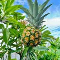 パイナップル,実のなる植物,熱帯植物,南国フルーツ,実のなる暮らしの画像