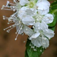 コンロンカ,ニラの花,白花シモツケ,マユハケオモト白,ルコウソウ(白花)の画像