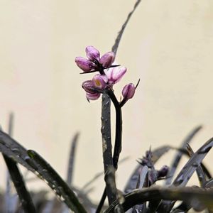 コクリュウ（黒竜）,鉢植え,プランター,ガーデニング初心者,園芸初心者の画像