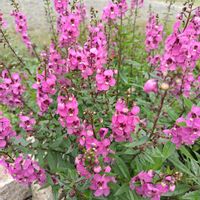 アンゲロニア,アンゲロニア,花のある暮らし,お花畑    ,いい色♡の画像