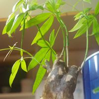 パキラ,観葉植物,わが家の観葉植物❢,キッチン,リビング・ダイニングの画像