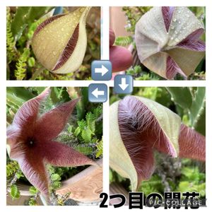 名前を教えて,名前を教えて,スタペリア グランディフローラ,✨パカッ✨,開花待つ　蕾の画像