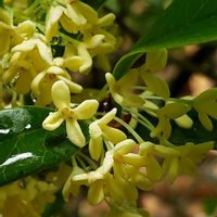 庭木,山野草,白い花,ハーブティー,花のある暮らしの画像