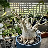 アデニウム アラビカム,多肉植物,塊根植物,寒い,アデニウム属の画像