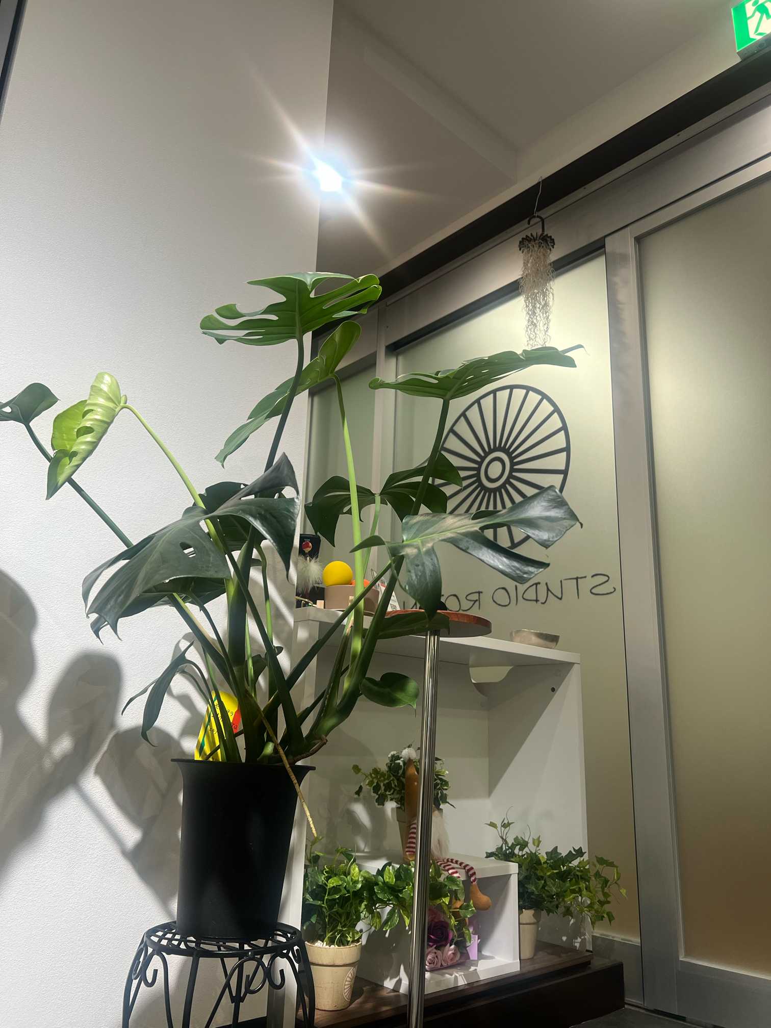 モンステラ成長記録👁️|🍀GreenSnap(グリーンスナップ) モンステラ成長記録👁️|🍀GreenSnap(グリーンスナップ)