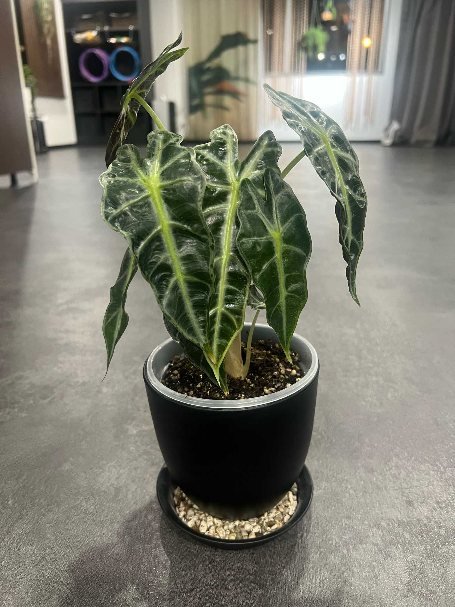 アロカシアポリー成長記録｜🍀GreenSnap（グリーンスナップ）