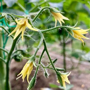 トマト,裏庭,今日のお花,家庭菜園,庭の画像