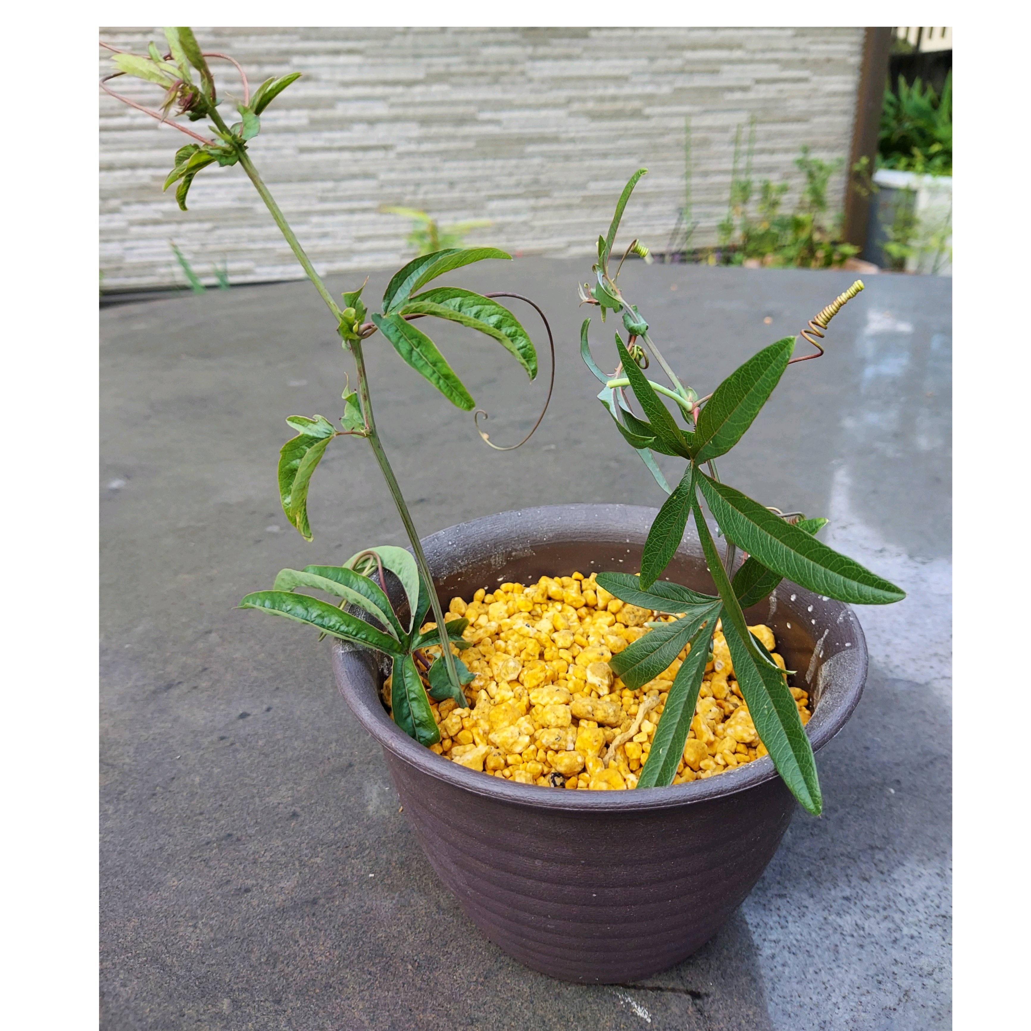 No.464 ☆yumi☆トケイソウ 挿し木してみよう 2024年｜🍀GreenSnap