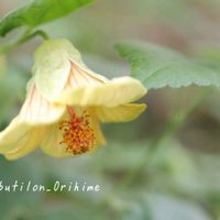 アブチロン,鉢植え,花のある暮らし,季節の移ろい,半日陰の庭の画像