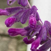 サルビア,サルビア,アメジストセージ,アメジストセージ,サルビア・レウカンサの画像