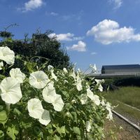 朝顔,西洋朝顔 フライングソーサー,日本庭園,庭の画像