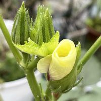 オクラ,キノコ,鉢植え,美味しい,花のある暮らしの画像