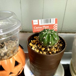 サボテン,マツカナ,植え替え後,●植え替え前,ダイソー産の画像