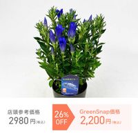 リンドウ,リンドウ 花巻銀河ブルー,GreenSnapSTORE,GSでお買い物,グリーンスナップストアの画像