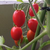 トマト,ミニトマト,ミニトマト（アイコ）,今日のお花,家庭菜園の画像