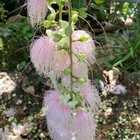 サガリバナ,サガリバナ,サガリバナ,京都府立植物園,観覧温室の画像