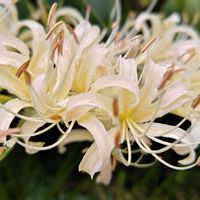 ヒガンバナ,彼岸花  曼珠沙華,大人の着せ替え人形,しべ好き,ご近所散策の画像