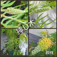 鉢植え,挿し木,四季咲き,花のある暮らし,オーストラリア原産の画像