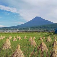 いね,コガマ,山野草,モフモフ愛好会,珍しい山野草の画像