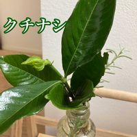 クチナシの画像