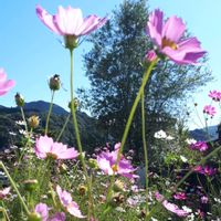 コスモス,花言葉,里山散策,金曜日の蕾たち,しあわせ運べるようにの画像