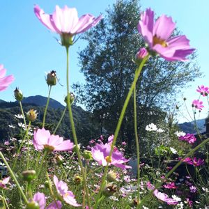 コスモス,花言葉,里山散策,金曜日の蕾たち,しあわせ運べるようにの画像