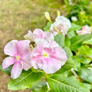 ニチニチソウ,ガーデニング,山野草,我が家の花壇,我が家の庭の画像