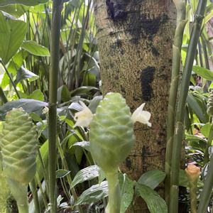 ハナショウガ,ハナショウガ,植物園,散歩,温室の画像