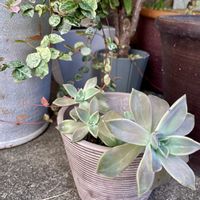 朧月,はつゆきかずら,多肉植物,観葉植物,キキ　多肉の画像