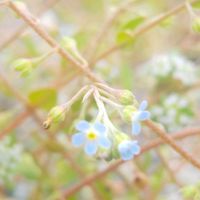 キュウリグサ,お花,水色の花,水色のお花の画像