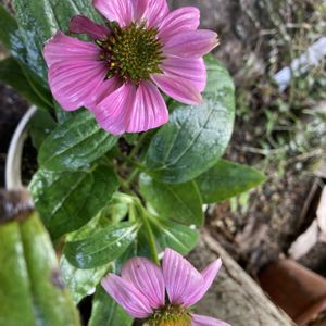 開花,備忘録,癒しのひと時,朝活,自宅にての画像