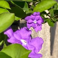 ニオイバンマツリ,ニオイバンマツリ,匂蕃茉莉(ニオイバンマツリ),花の色が変化,通り沿いの画像