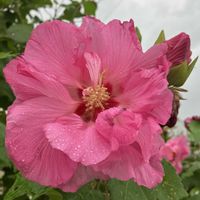 フヨウ,お散歩の途中,都立神代植物公園,もう秋,花散策の画像