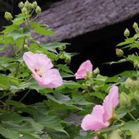 フヨウ,フヨウ,芙蓉,お花のある生活,今日も元気での画像