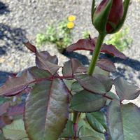 薔薇 ラブ,地植え,元気に育ててますよ,3度の飯より薔薇が好き( •̀∀︎•́ )✧︎,我が家の薔薇さん2024⭐︎の画像