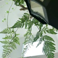 トキワシノブ,観葉植物,植物のある暮らし,ハンギングの画像