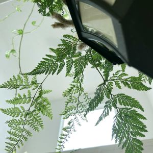 トキワシノブ,ハンキング,観葉植物,植物のある暮らしの画像