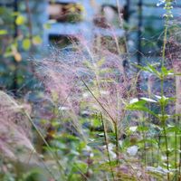 ミューレンベルギア カピラリス,地植え,花のある暮らし,緑のある暮らし,グラス類の画像