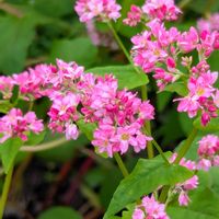 フジバカマ,アサギマダラ,アカソバ,赤そばの花,フジバカマ（藤袴）の画像